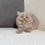 İrk Ve Sağlik Garantili British Longhair Yavrularımız