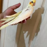 54 Günlük Ful Evcil Lutino Sultan Papağani Bebek