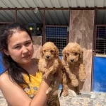 Bebek Yüzlü Maltipoo Teacup Yavrularımız