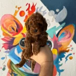 Denizli Merkez Teslime Hazir Poodle Yavrular