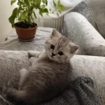 British Shorthair Erkek Yavru