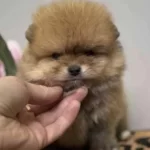 Pomeranian Boo Cinsi