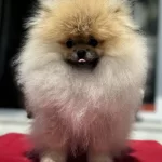 Orijinal Renk Orange Pomeranian Boo Yavrumuz