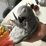 Full Artı Full Evcil Konuşan Jako Papağanı