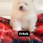 Erkek Pomeranian Boo
