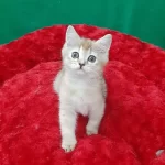 Golden British Shorthair