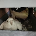 Lutino Albino Sultan Papağanı Takım