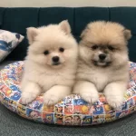 Pomeranian Yavrular İrk Sağlık Garantili