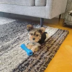 Mini Minnak Yorkshire Terrier Bebeklerimiz
