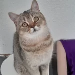 British Shorthair Evcilmen Yavrumuz