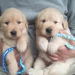 Küt Burun Golden Retriever Bebekler