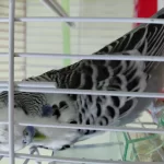 Ele Kola Alışkın Erkek Jumbo Muhabbet Kuşu