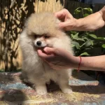A Kalite Erkek Pomeranian Boo