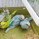Yavru Muhabbet Kuşumuzz
