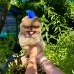 Orjinal Pomeranian Boo