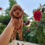 Toypoodle Yavrularımız