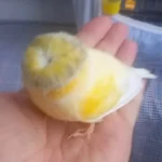 Sağlıklı Gloster Kanaryamız