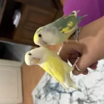 Ele Alışkın 5,6 Aylık Yavru Kuşlar