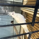 7-8 Kelime Konuşan Albino Sultan Papağanı