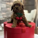 Toy Poodle Yavrusu Tarçın Rengi Ve 2 Kilo Kalıyor