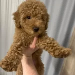 4 Aylık Dişi Toy Poodle