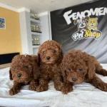 Tr Nin First Class Toy Poodle Yavrulari Ankara Mağazamzda