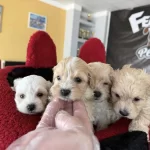 Türkiyenin En Güzel Maltipoo Yavrulari Renk Renk Ankara