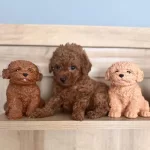 Gerçek Red Brown Biblo Ev Doğum Poodle