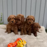 Denizli Merkez Teslime Hazir Poodle Yavrular