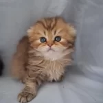 Çikolata Golden British Longhair Yavrularımız