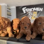 Shoooowwww Kalite Toy Poodle Yavrular Ankara Mağazamızda