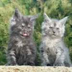 Lüks Ve Üst Kalite Maine Coon Yavruları