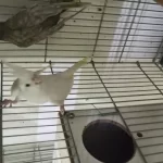 Albino Dişi Damızlık Sultan Papağanı