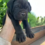 Dev Cane Corso Yavrularımız