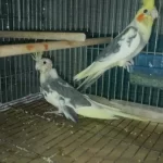 Sultan Papağanı Yavru Ve Damızlık Kuşlar
