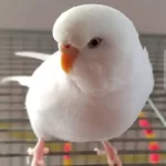 Yavru Albino Muhabbet Kuşum