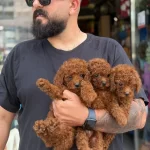 Ankaranın Tek Pet Danışmanlığı