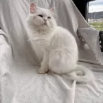 Kısır British Longhair Yeni Yuvasını Arıyor
