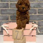 Denizli Merkez Teslime Hazir Poodle Yavrular