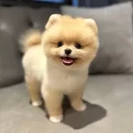 Pomeranian Boo Safkan