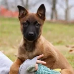 İrk Ve Sağlik Garantili Malinois Ak47