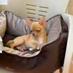 Üst Kaliteli Erkek Chihuahua