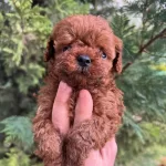 Toy Poodle Yavrularim