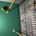 1 Erkek Ve 2 Dişi Golden Lizard Kanarya