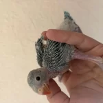 Bebek Pakistan Papağanım