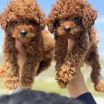 Tarım Bakanlığı Yasal Üretim Çiftliğinden Toy Poodle