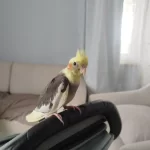 2 Aylık Sultan Papağanı