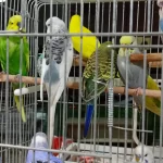 Muhabbet Kuşu 2 Aylık