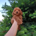 Toypoodle Yavrularımız