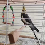 Erkek Sultan Papağanı Konuşuyor 4 İla 5 Aylık Evcil